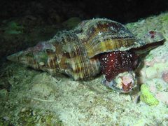 Filifusus filamentosus