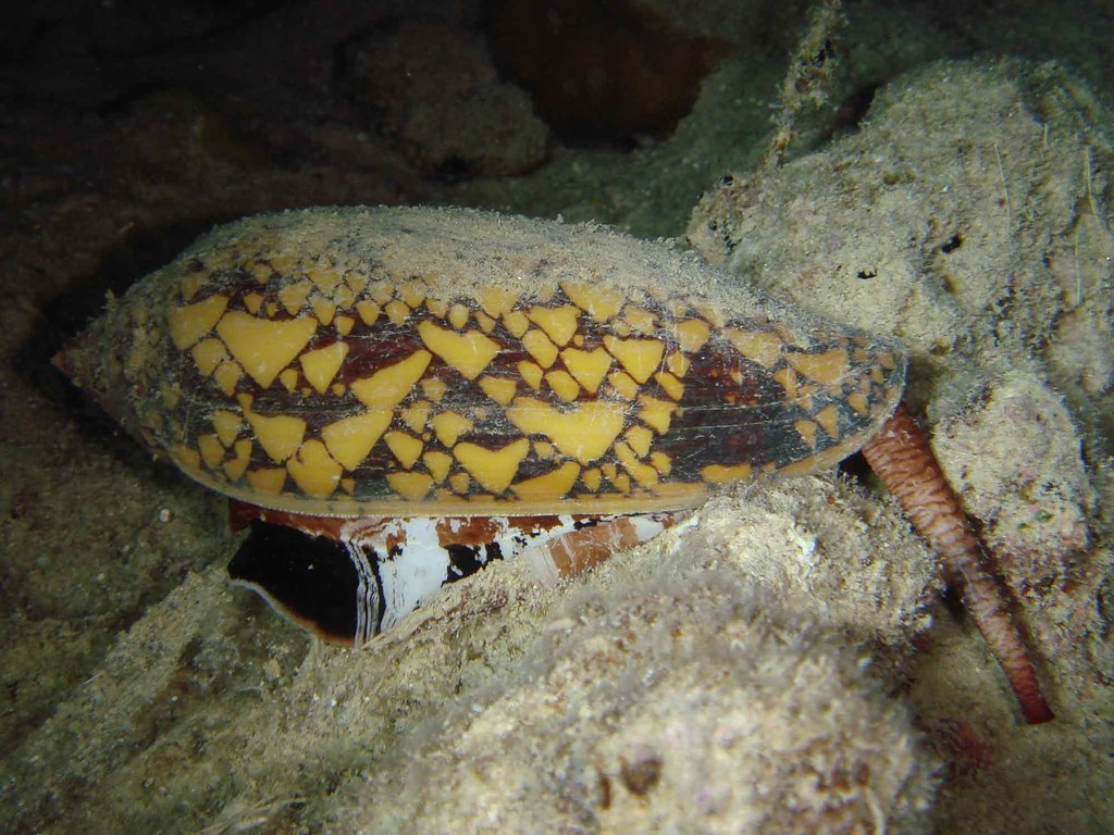 イモガイ貝殻 Darioconus Aulicus Propenudus large.jpeg