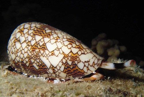 Photo of Textile cone (Conus textile)