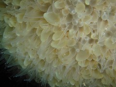 Physogyra lichtensteini