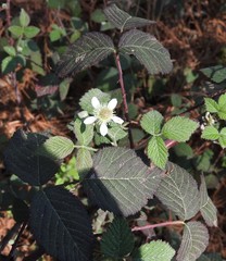 Rubus pringlei