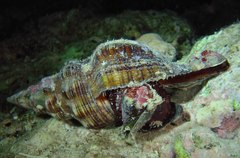 Filifusus filamentosus