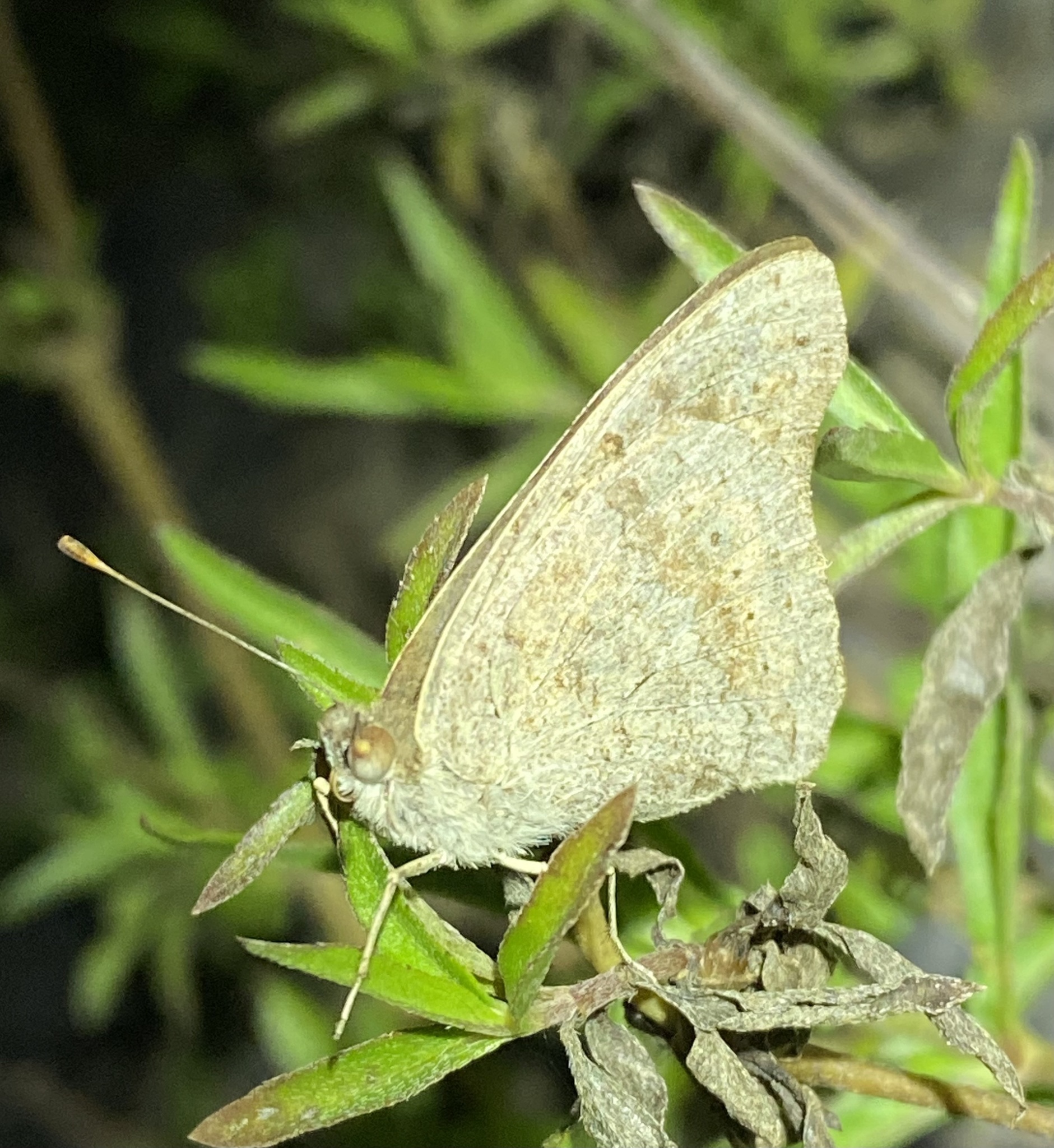 Junonia villida · iNaturalist Ecuador