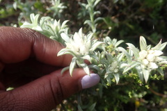 Helichrysum litorale