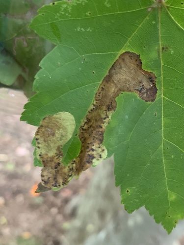 Maple leafblotch miner photo 5