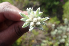 Helichrysum litorale