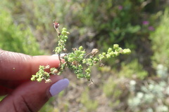 Jamesbrittenia microphylla