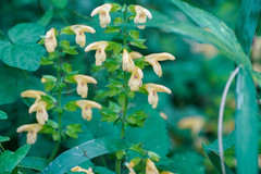 Salvia nipponica