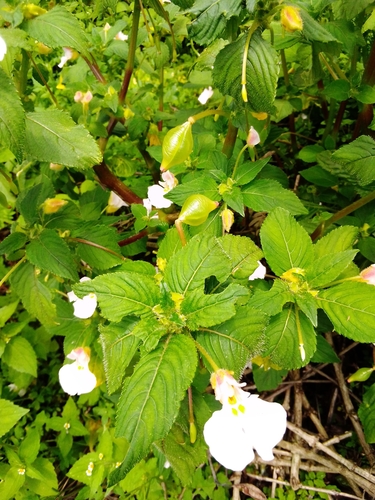 Impatiens burtonii