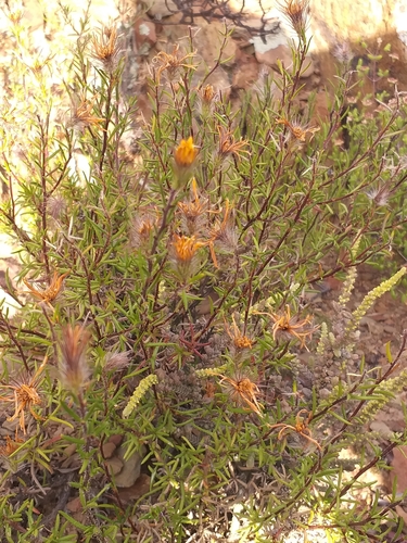 Image of Gorteria integrifolia by (c) kevin koen, some rights reserved (CC BY-SA)