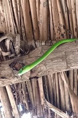 Philothamnus punctatus