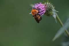 Bombus diversus