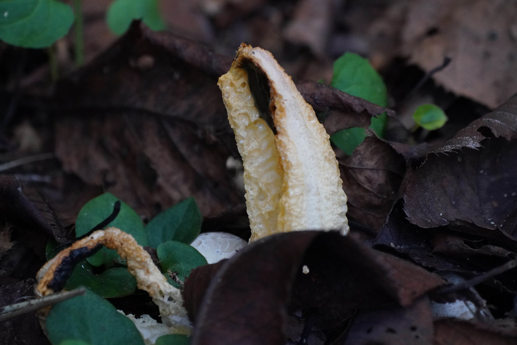 Clathrus bicolumnatus · October 2021 · photo: © tbc_watanabe (iNaturalist, cc-by)