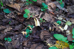 Clathrus bicolumnatus