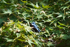 Kaniska canace nojaponicum