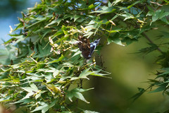 Kaniska canace nojaponicum