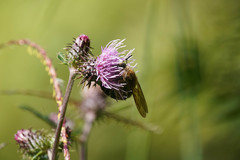 Megacampsomeris prismatica