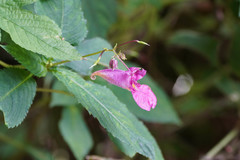 Impatiens textorii