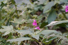 Impatiens textorii