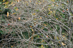 Hypsipetes amaurotis