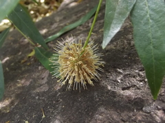 Cephalanthus salicifolius