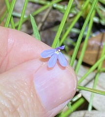 Lobelia stenophylla