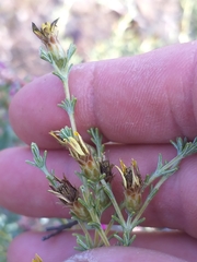 Oedera glandulosa