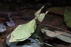 Cryptophyllium yunnanense