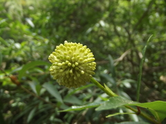 Cephalanthus salicifolius
