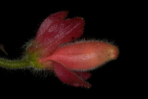 Columnea peruviana