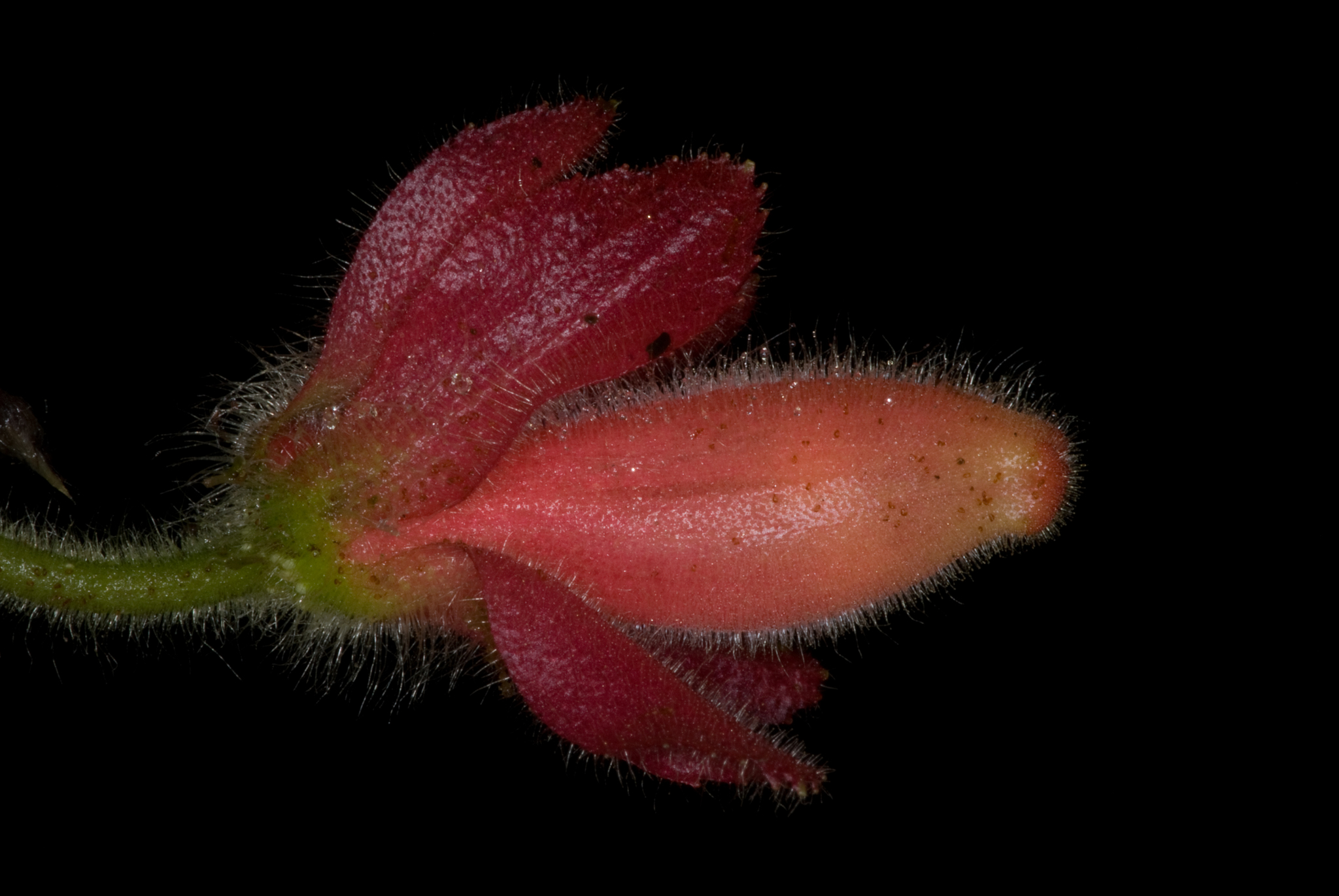 Columnea peruviana
