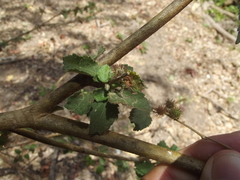 Heliocarpus palmeri