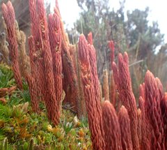 Phlegmariurus crassus