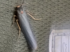 Sozusa scutellata
