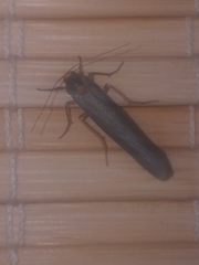 Sozusa scutellata