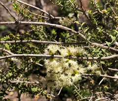 Melaleuca acuminata