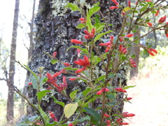 Cestrum fasciculatum