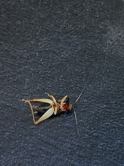 Phyllopalpus pulchellus