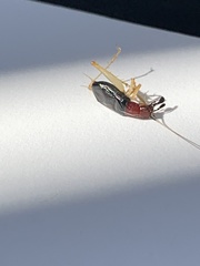 Phyllopalpus pulchellus