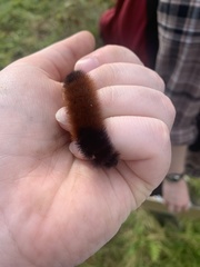 Pyrrharctia isabella