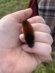 Pyrrharctia isabella