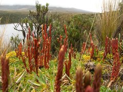 Phlegmariurus crassus