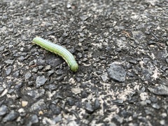 Norracoides basinotata