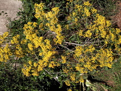 Barkleyanthus salicifolius