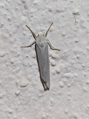 Eilema interpositella