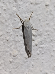 Eilema interpositella