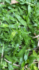 Chira gounellei