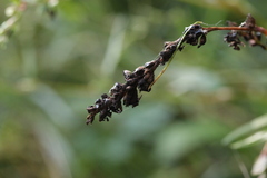 Sphacelotheca hydropiperis