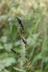 Sphacelotheca hydropiperis