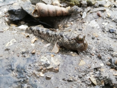 Periophthalmus modestus